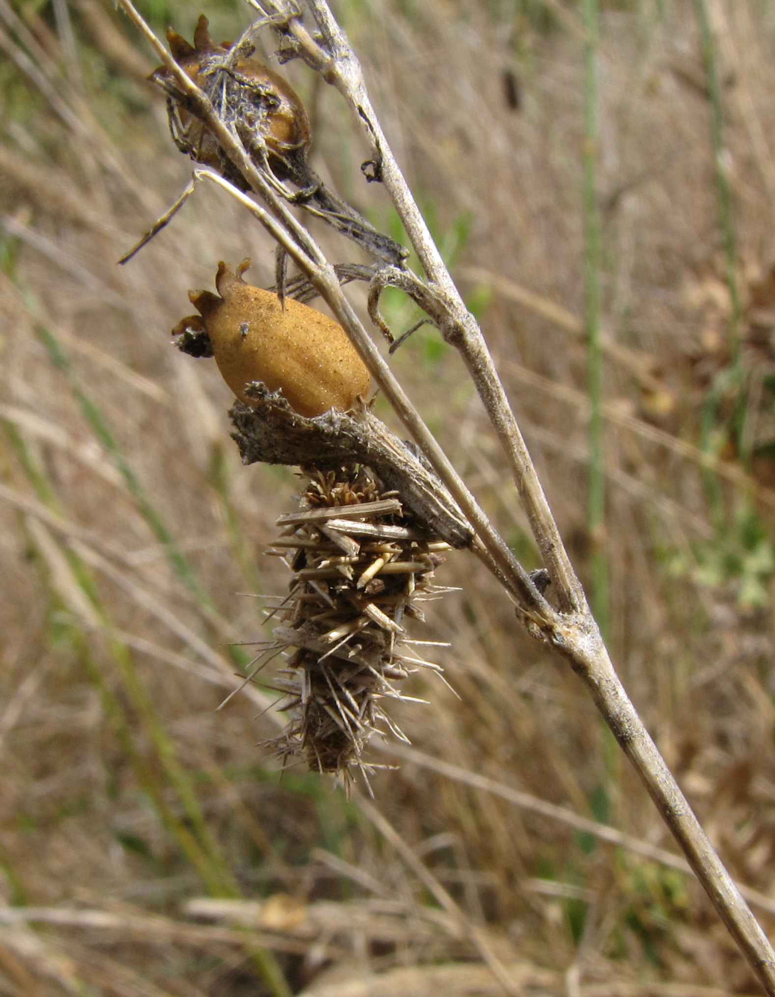 pupa di psichide